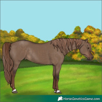 Horse Color:Liver Red Dun Rabicano 