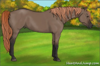 Horse Color:Liver Red Dun Rabicano 