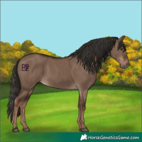 Horse Color:Liver Red Dun Rabicano 