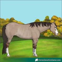 Horse Color:Liver Red Dun Rabicano 