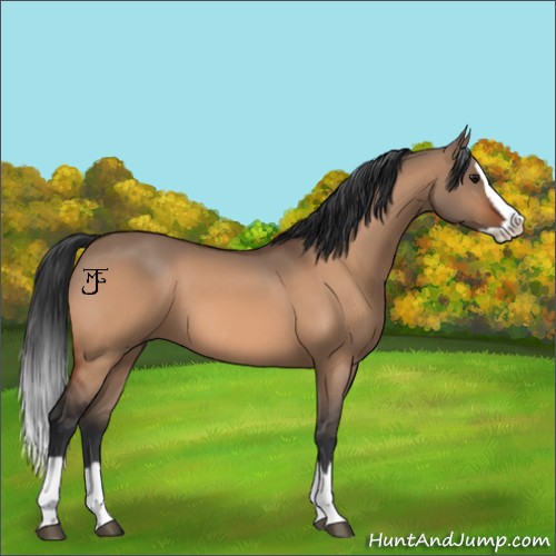 Horse Color:Bay Dun Splash 
