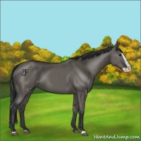 Horse Color:Grullo Splash