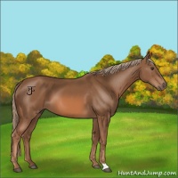 Horse Color:Chestnut 