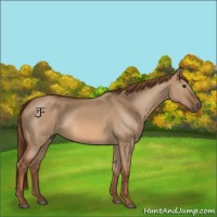 Horse Color:Red Dun