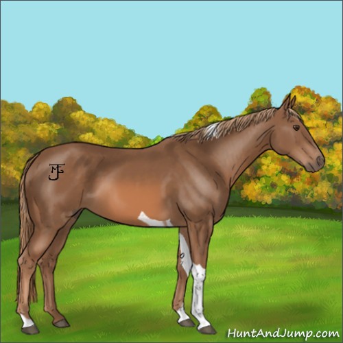 Horse Color:Chestnut Tobiano