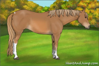 Horse Color:Chestnut Tobiano 