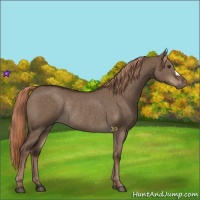 Horse Color:Liver Red Dun Rabicano 