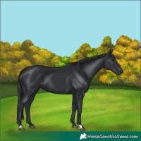 Horse Color:Black and Black