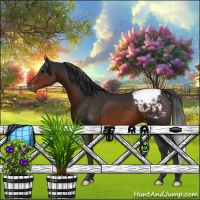 Horse Color:Brown Appaloosa 