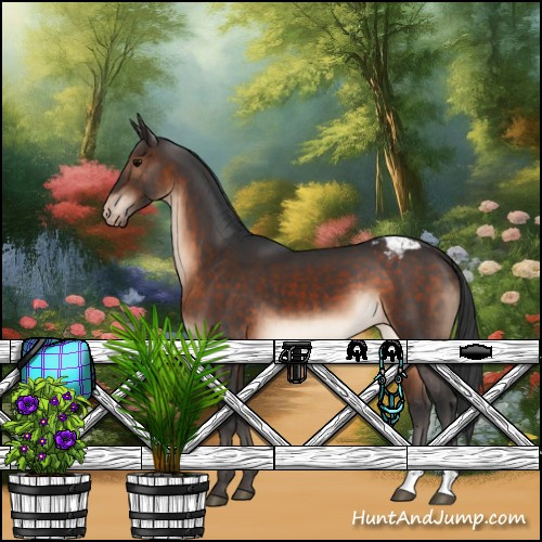 Horse Color:Brown Appaloosa