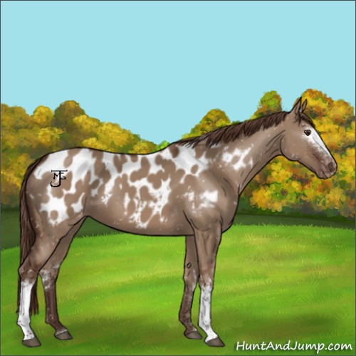 Horse Color:White Spotted Liver Red Dun Appaloosa 