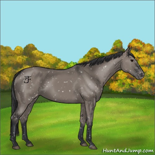 Horse Color:Grullo Sabino Appaloosa 