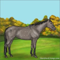 Horse Color:Grullo Sabino Appaloosa