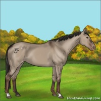 Horse Color:Liver Red Dun Sabino Appaloosa 