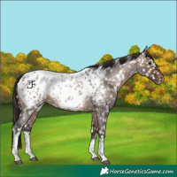 Horse Color:White Spotted Brown Roan Dun Near Leopard