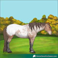 Horse Color:Bay Snowcap 