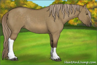 Horse Color:Chocolate Palomino Dun Rabicano