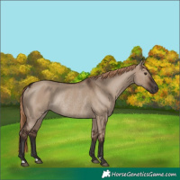 Horse Color:Liver Red Dun Rabicano 