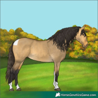 Horse Color:Buckskin Dun Tobiano 
