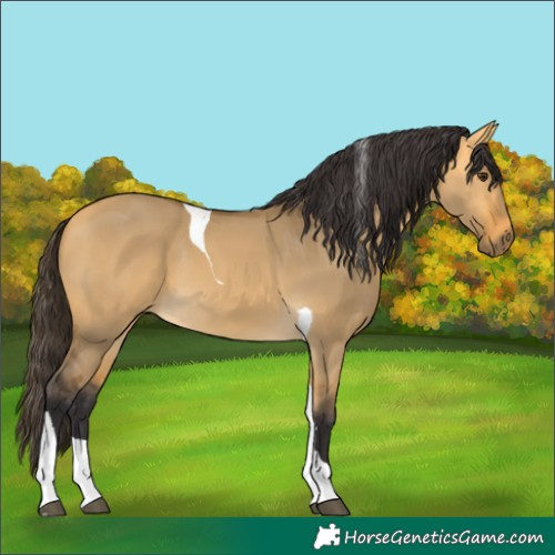 Horse Color:Buckskin Dun Tobiano 