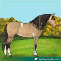 Horse Color:Buckskin Dun Tobiano 