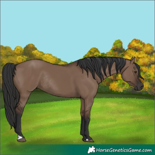 Horse Color:Liver Red Dun Rabicano 