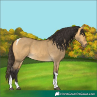 Horse Color:Buckskin Dun Tobiano