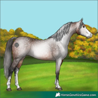 Horse Color:Gray Bay Sabino 