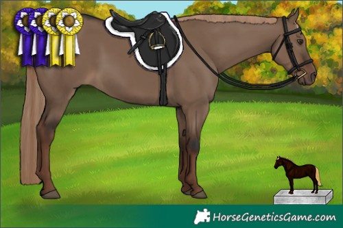 Horse Color:Liver Red Dun Rabicano 