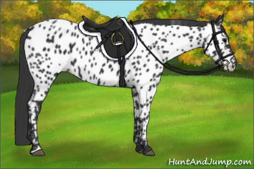 Horse Color:Black Near Leopard 