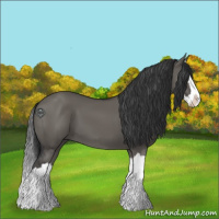 Horse Color:Grullo Splash 