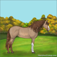Horse Color:Red Dun 