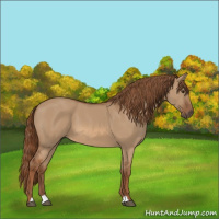 Horse Color:Red Dun 