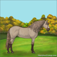 Horse Color:Liver Red Dun 