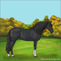 Horse Color:Black Tobiano 