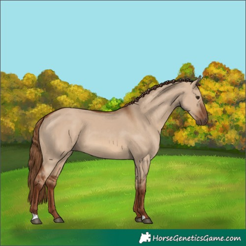 Horse Color:Red Dun 