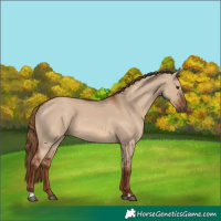 Horse Color:Red Dun 