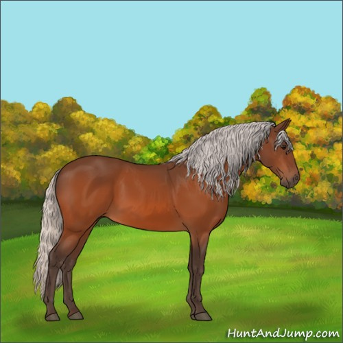Horse Color:Silver Bay 