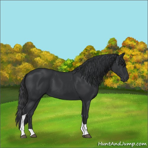 Horse Color:Black Tobiano
