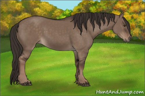 Horse Color:Liver Red Dun Rabicano