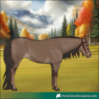 Horse Color:Liver Red Dun Rabicano 