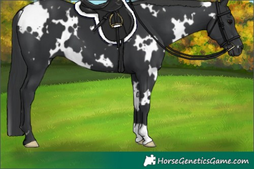 Horse Color:White Spotted Black 