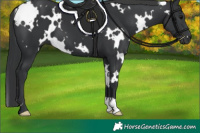 Horse Color:White Spotted Black