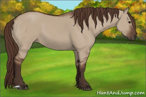 Horse Color:Liver Red Dun 