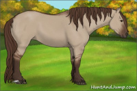Horse Color:Liver Red Dun 