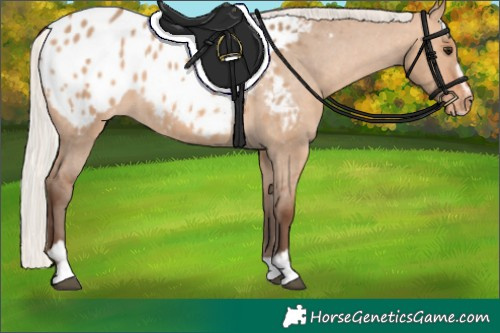 Horse Color:Silver Bay Dun Sabino Appaloosa 