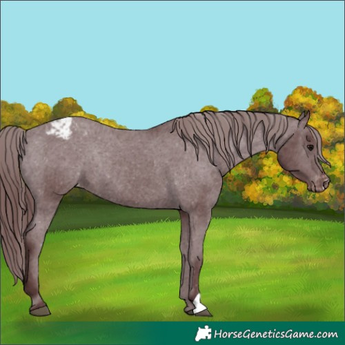 Horse Color:Chocolate Black Appaloosa Rabicano 
