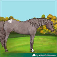 Horse Color:Chocolate Black Appaloosa Rabicano 
