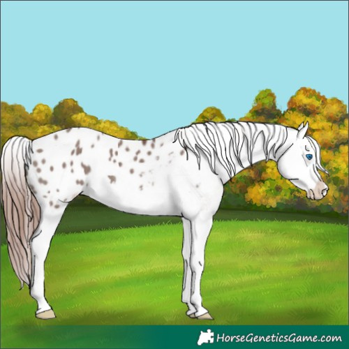 Horse Color:White Spotted Chocolate Grullo Splash Appaloosa 