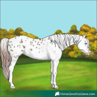 Horse Color:White Spotted Chocolate Grullo Splash Appaloosa 